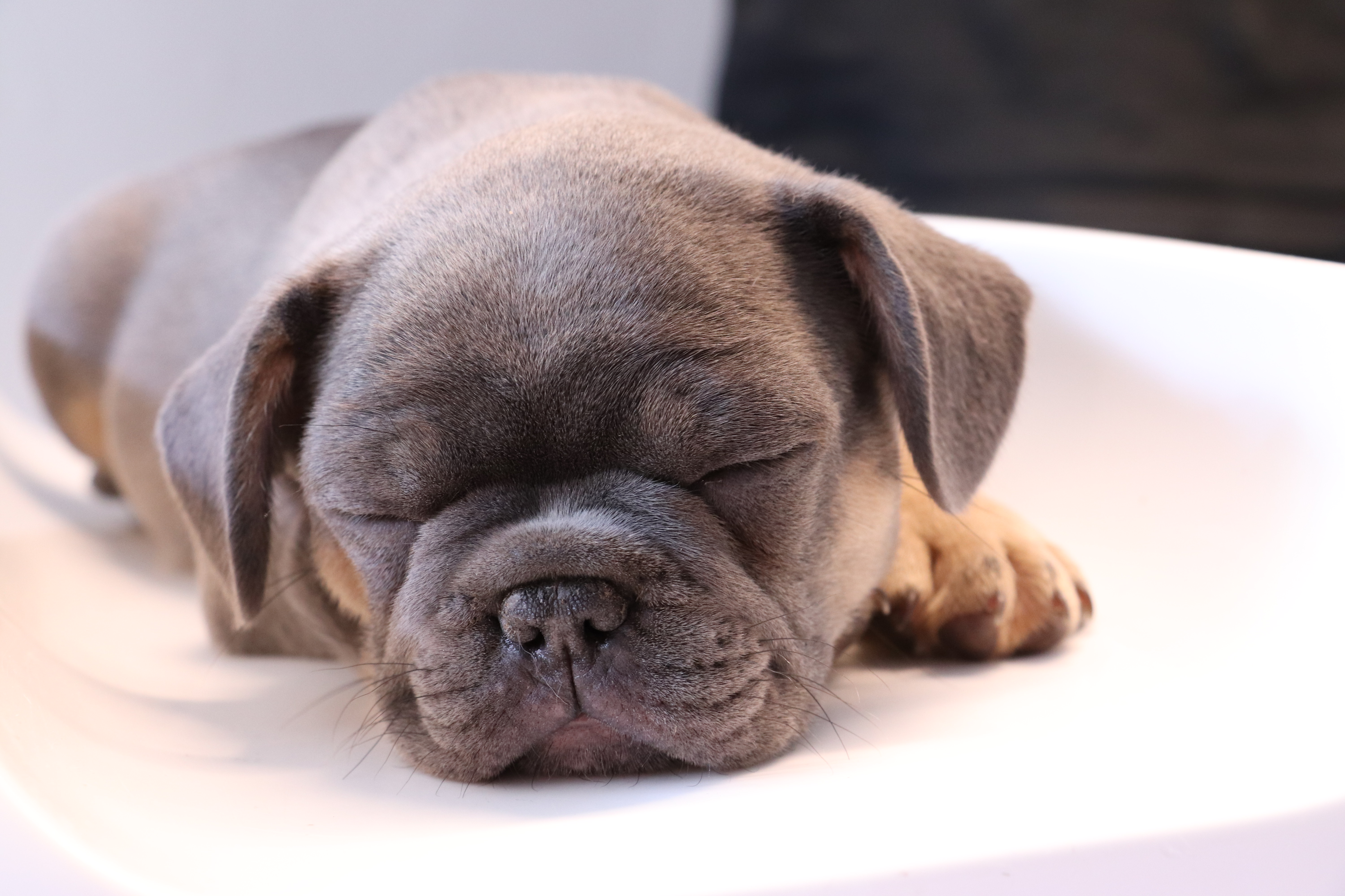 hund