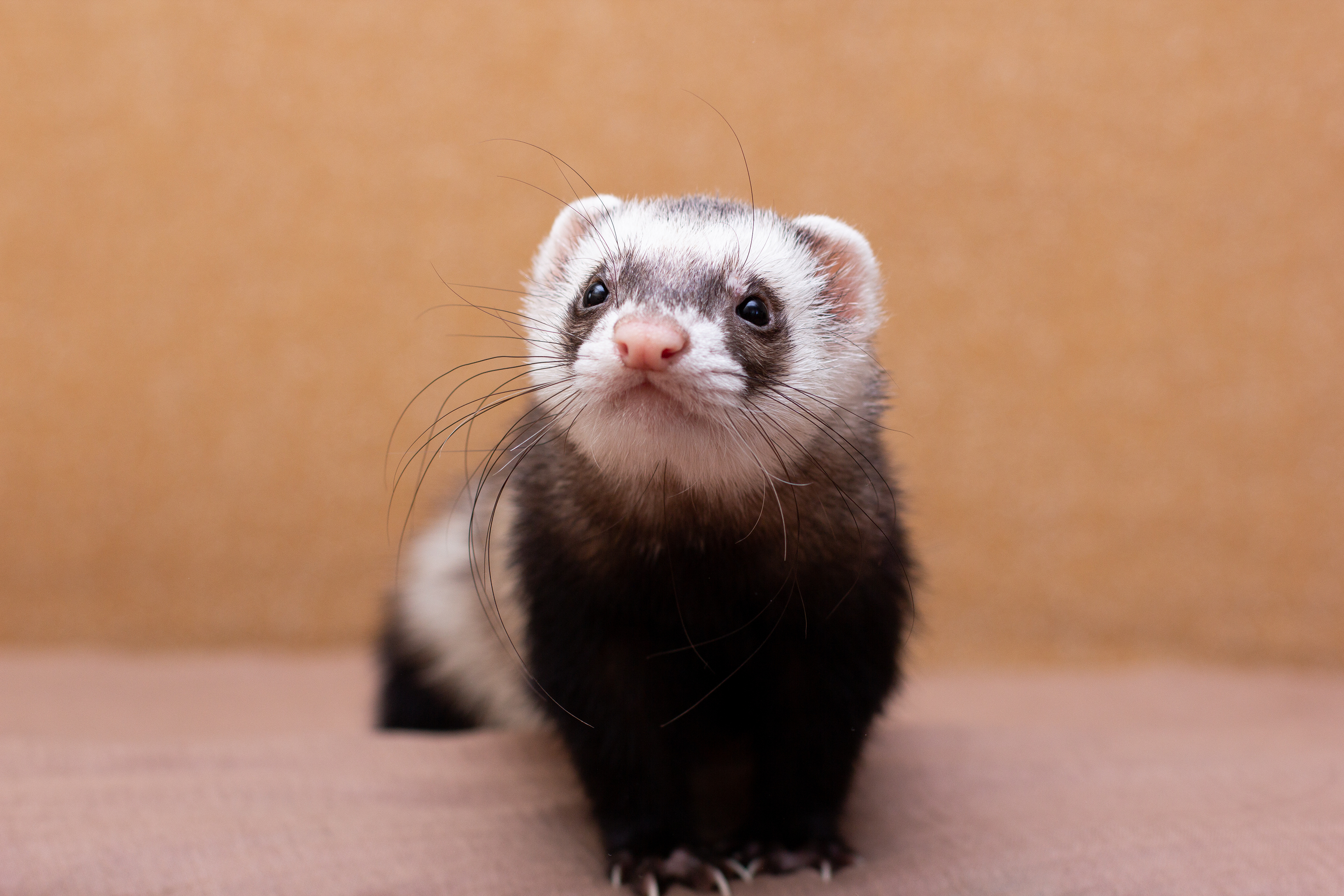 The cute funny ferret portrait