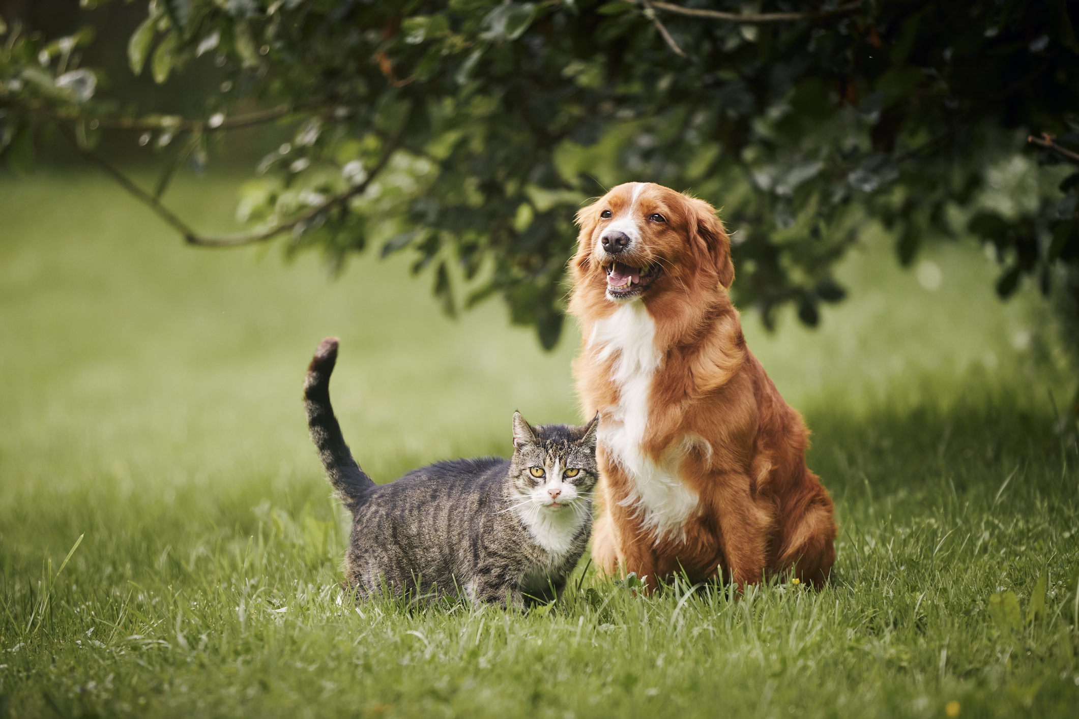 Cat and dog sitting together on meadow